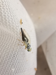 Acanthiophilus helianthi