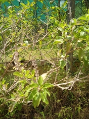 Ocimum basilicum