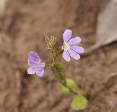 Scaevola aemula