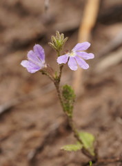 Scaevola aemula