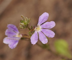 Scaevola aemula