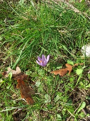 Crocus