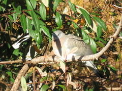 Columba palumbus