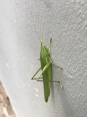 Euconocephalus nasutus