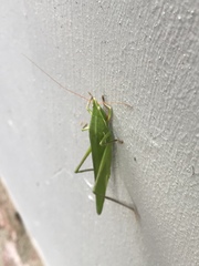 Euconocephalus nasutus