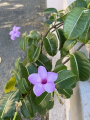 Cryptostegia