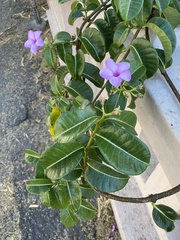 Cryptostegia