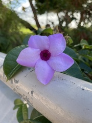 Cryptostegia