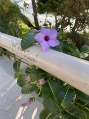 Cryptostegia