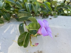Cryptostegia
