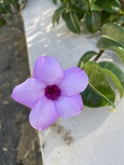 Cryptostegia