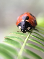 Coccinella septempunctata