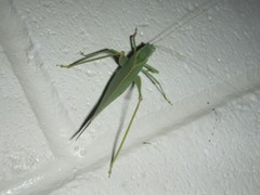 Caedicia pictipes