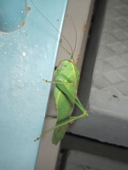 Caedicia pictipes