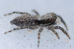 Menemerus taeniatus