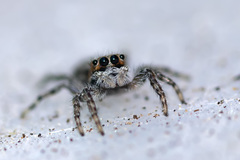 Menemerus taeniatus