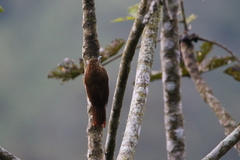 Xiphocolaptes promeropirhynchus