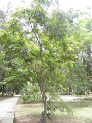 Paubrasilia echinata