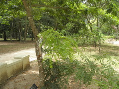 Paubrasilia echinata