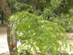 Paubrasilia echinata