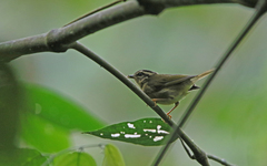 Basileuterus tristriatus