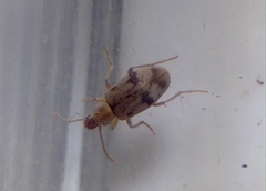 Mecynotarsus