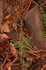 Galium microphyllum