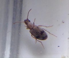 Mecynotarsus