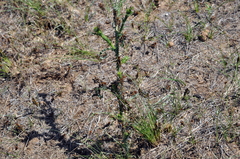 Dociostaurus maroccanus