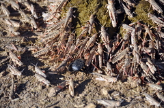 Dociostaurus maroccanus