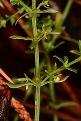 Galium microphyllum