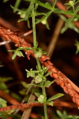 Galium microphyllum