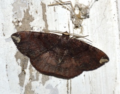 Astygisa albopunctata