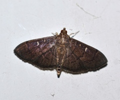Coptobasis