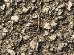 Tropidothorax sinensis