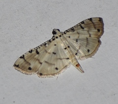 Pycnarmon