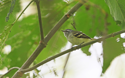 White-tailed Tyrannulet (Mecocerculus poecilocercus), photo 7