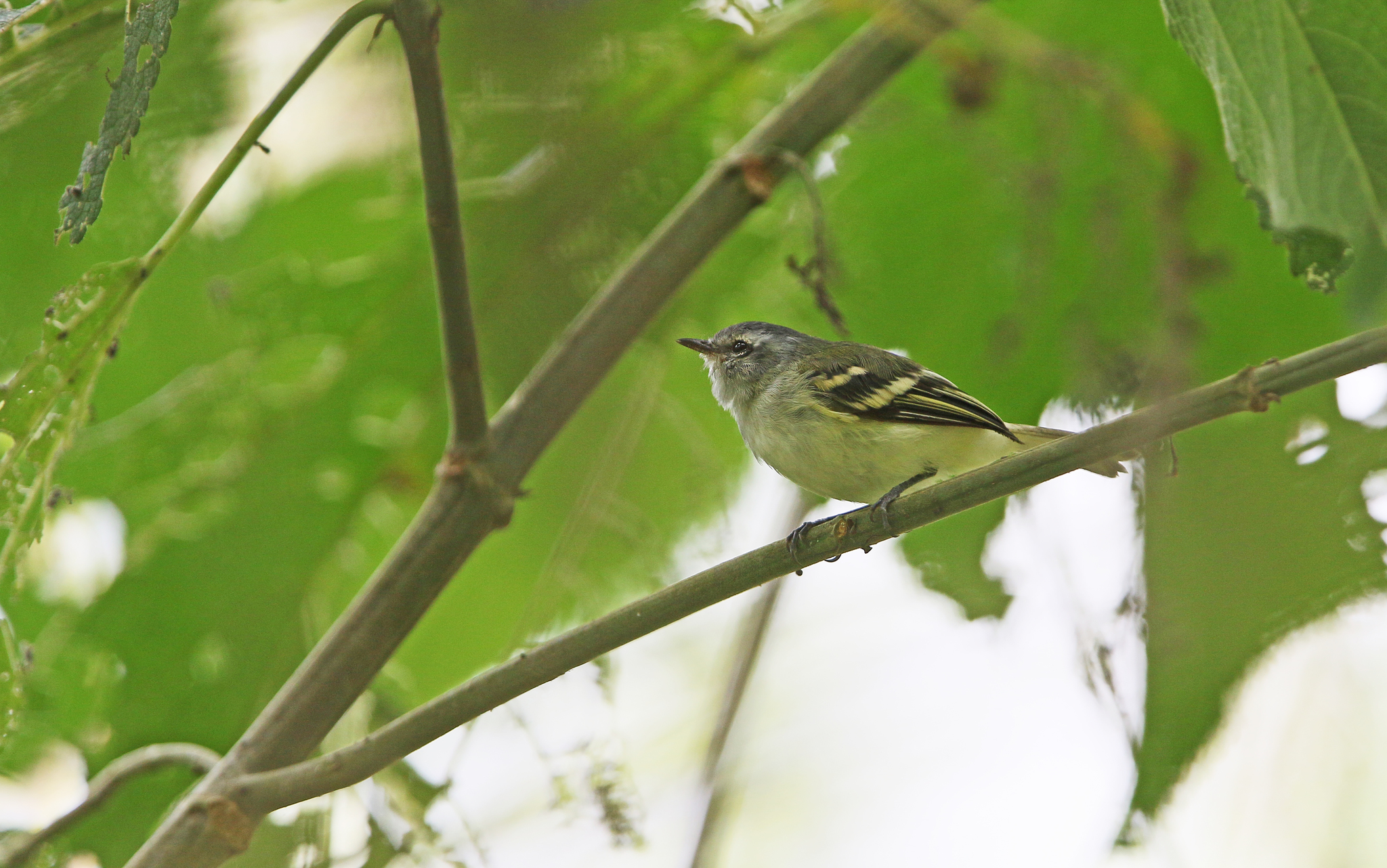 White-tailed Tyrannulet (Mecocerculus poecilocercus), photo 5