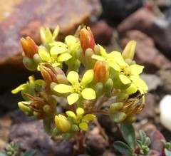 Crassula sebaeoides