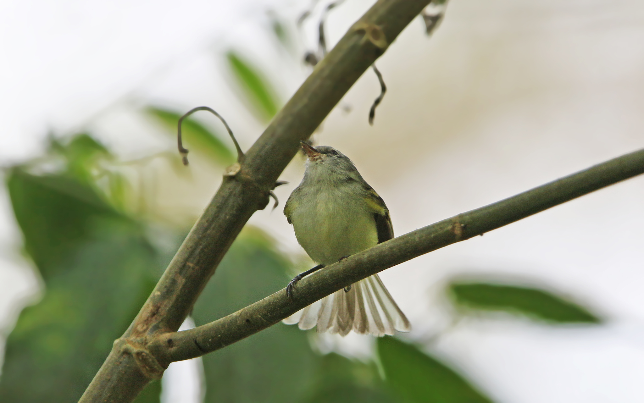 White-tailed Tyrannulet (Mecocerculus poecilocercus), photo 6