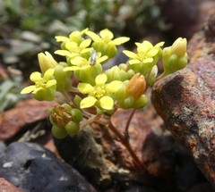Crassula sebaeoides