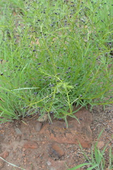 Ajugoideae