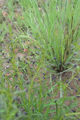 Ajugoideae