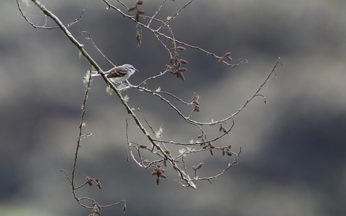 Rufous-winged Tyrannulet (Mecocerculus calopterus), photo 10