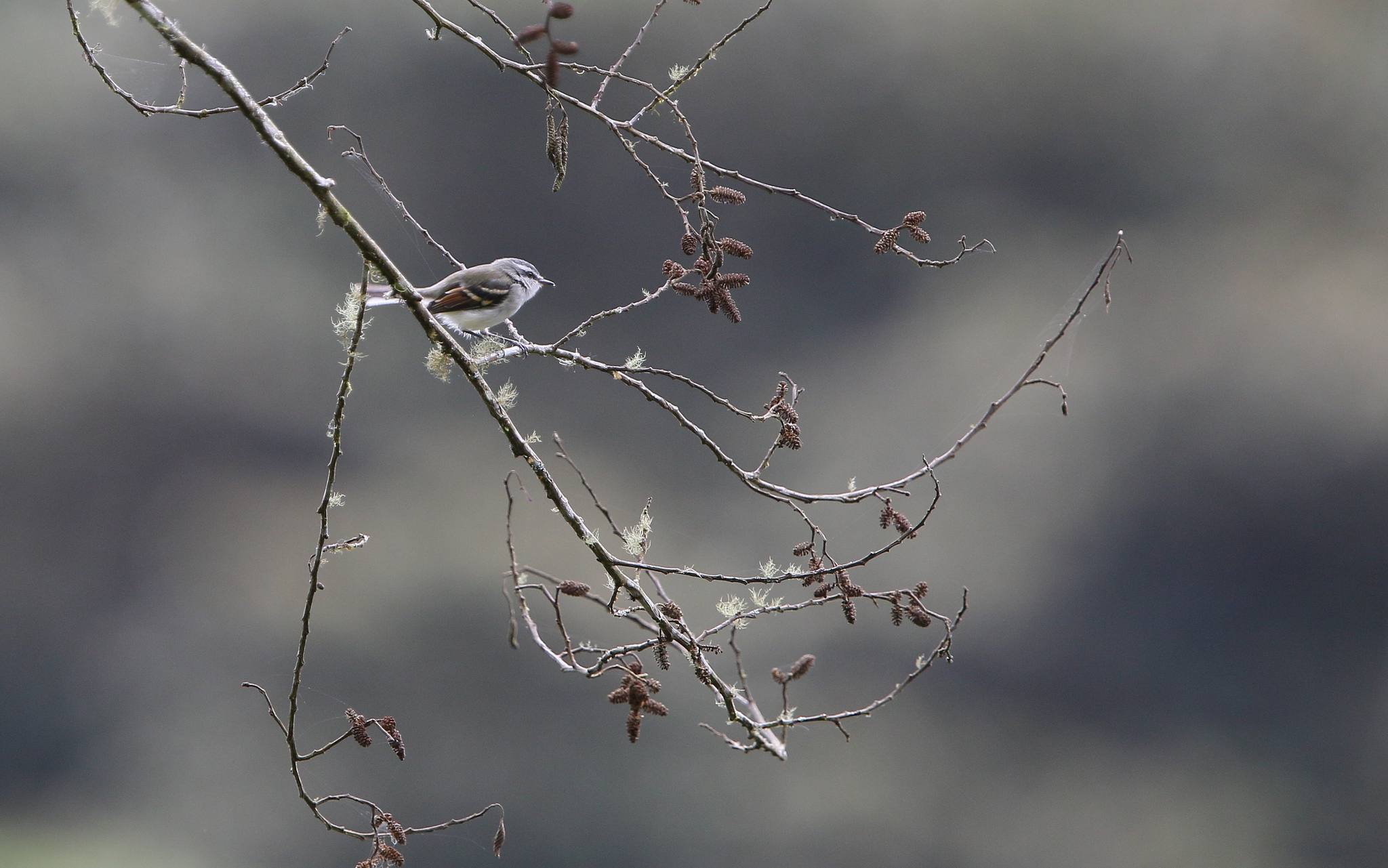 Rufous-winged Tyrannulet (Mecocerculus calopterus), photo 3