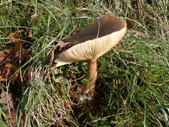 Melanoleuca polioleuca