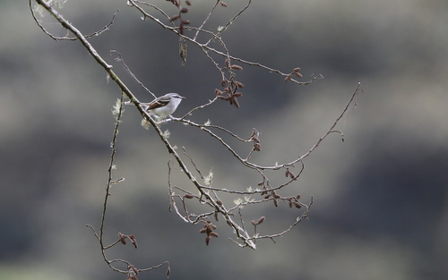 Rufous-winged Tyrannulet (Mecocerculus calopterus), photo 4
