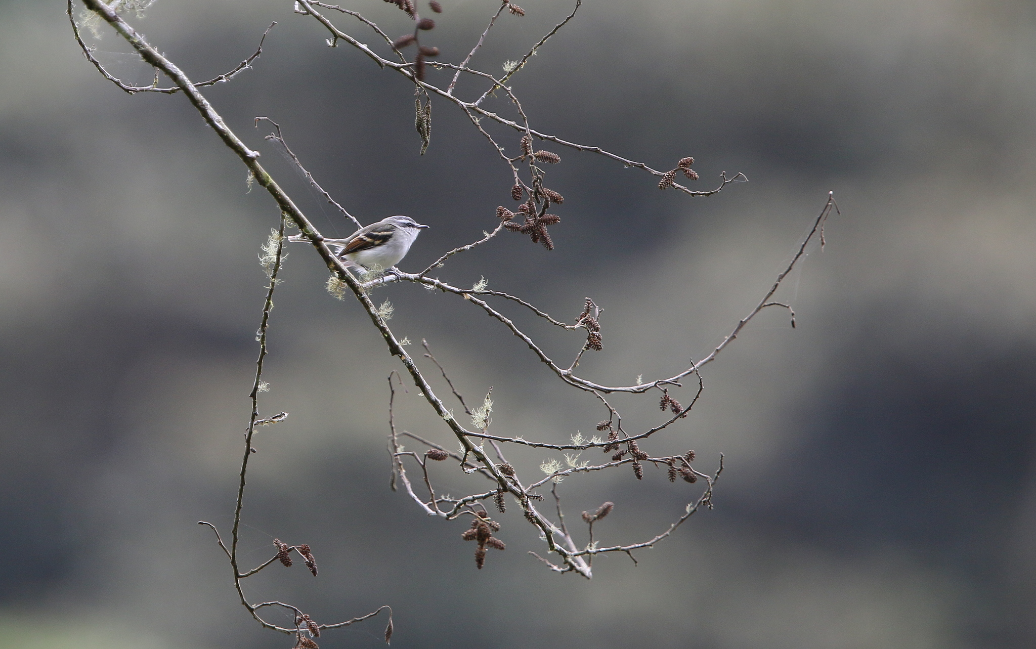 Rufous-winged Tyrannulet (Mecocerculus calopterus), photo 4