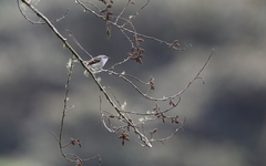 Mecocerculus calopterus