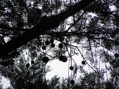 Parkia pendula